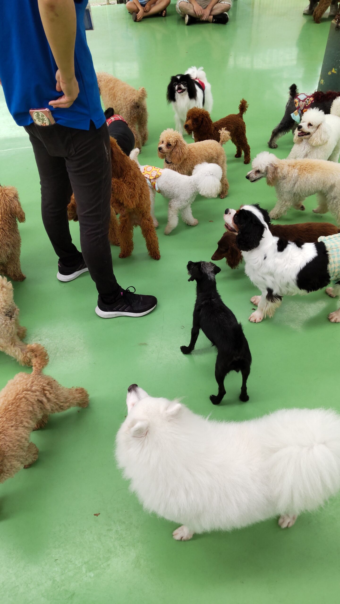 犬 猫好きカップルにおすすめ つくばわんわんランドでのデート Yuのカップルブログ